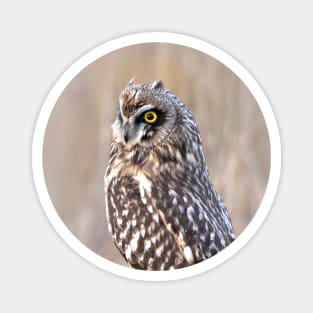 Stunning Portrait of a Short-Eared Owl in the Marsh Magnet